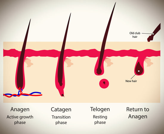 Hair growth cycle - hair growth phase diagram. Anagen, catagen and telogen.