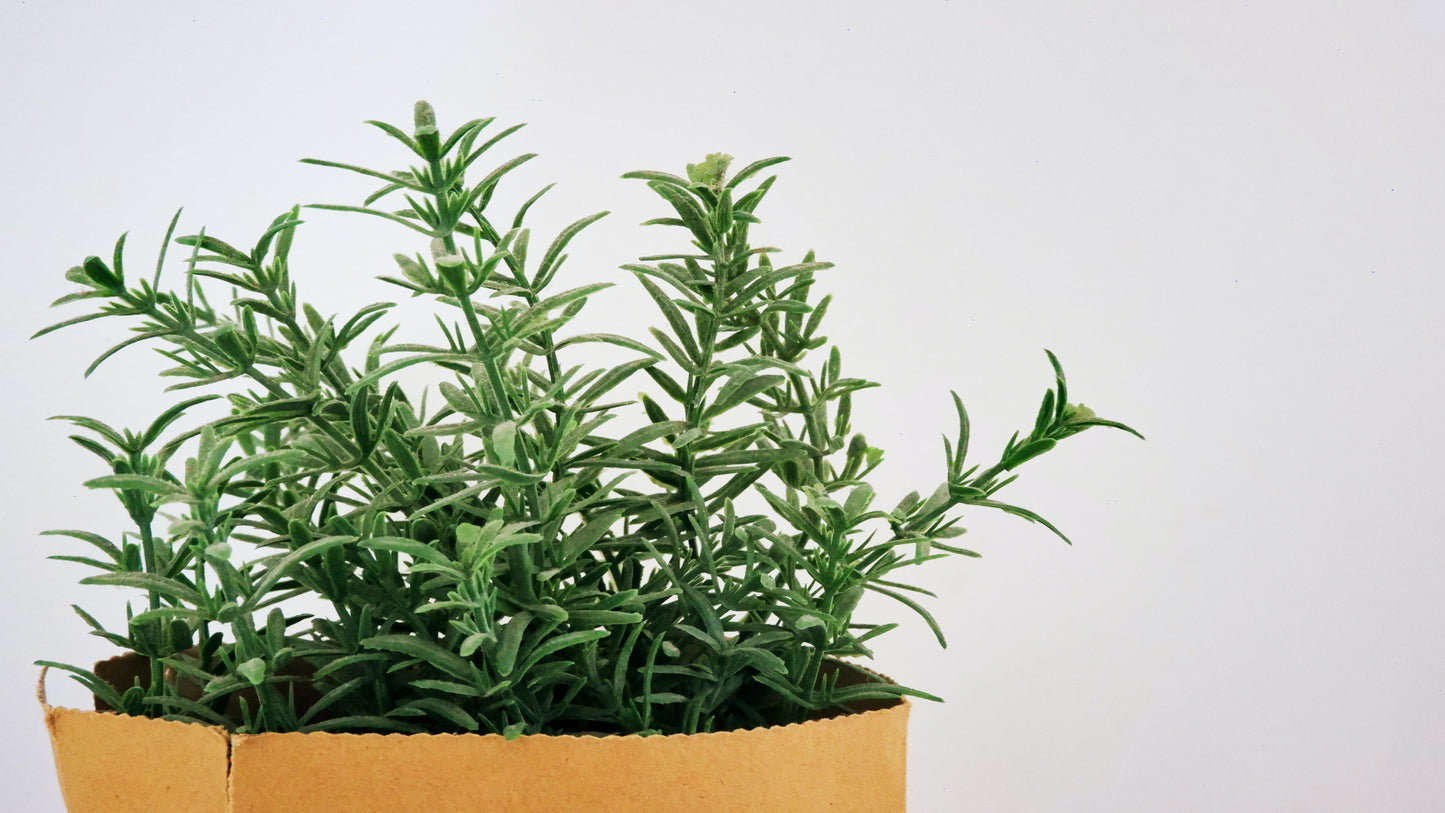 5 Ways Rosemary Oil is Amazing for Hair Growth